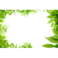 Green Leaves Organic Free Download PNG HD