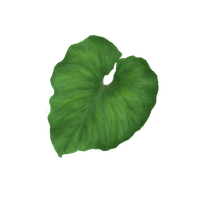 Single Green Leaves PNG Free Photo