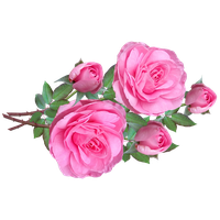 Blossom Pink Flower Bunch Rose