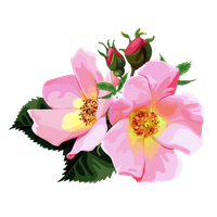 Pink Light Flower Bunch Rose