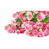 Pink Light Flower Bunch Rose
