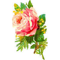 Pink Rose Flower Bunch Free Download PNG HD