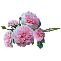 Pink Spring Flower Bunch Rose