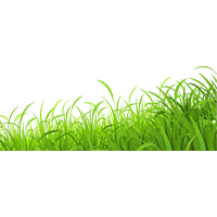 Spring Meadow Free Download PNG HQ