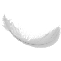 Feather Vector PNG Free Photo