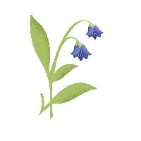 Vector Bluebells Free Download PNG HQ