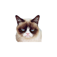 Grumpy Face Pic Cat PNG Download Free