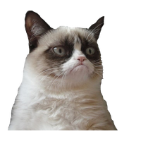Picture Grumpy Face Cat Free Download PNG HD