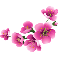 Blossom Flower Free PNG HQ