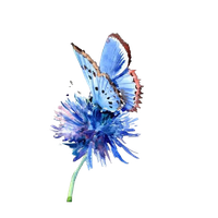 Butterfly Watercolor Art Download HD