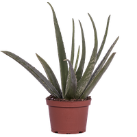Vera Potted Aloe Free Download Image