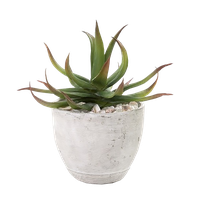 Vera Potted Aloe PNG Free Photo