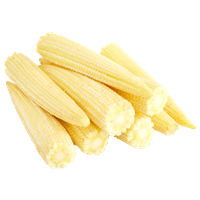 Baby Corn Seeds Cobs PNG File HD