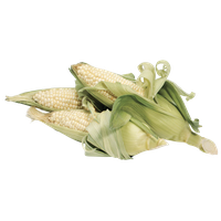 Baby Maize Corn Cobs Free Download PNG HD