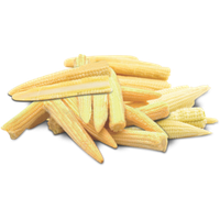 Baby Vegetable Corn Cobs Free Download PNG HD