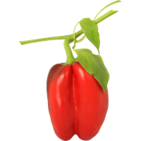 Pepper Leaves Red Bell Free PNG HQ