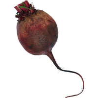 Beetroot Single PNG Image High Quality