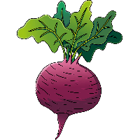 Beetroot Vector Free Clipart HD