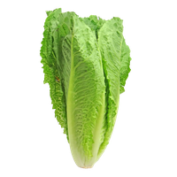 Fresh Butterhead Lettuce Free Clipart HQ