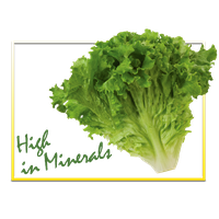 Fresh Butterhead Lettuce PNG Image High Quality