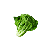 Lettuce Green Butterhead Free HD Image