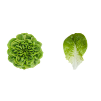Lettuce Green Butterhead PNG Free Photo