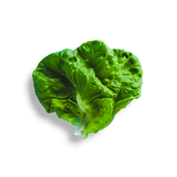Lettuce Green Butterhead Photos PNG Image High Quality