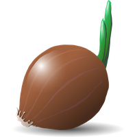 Brown Vector Onion Photos PNG Download Free