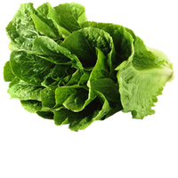 Lettuce Green Butterhead PNG Download Free