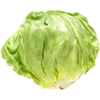 Lettuce Green Butterhead HD Image Free