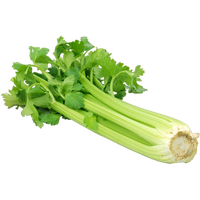 Celery Fresh Green PNG Image High Quality