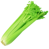 Celery Fresh Green Download Free Image
