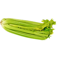 Celery Fresh Green HQ Image Free