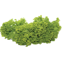 Fresh Green Lettuce PNG File HD