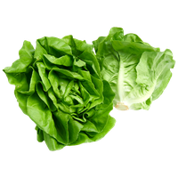Fresh Green Lettuce Free Transparent Image HQ