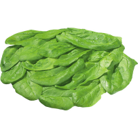 Fresh Green Lettuce PNG Image High Quality