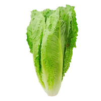 Fresh Green Lettuce Free Transparent Image HD