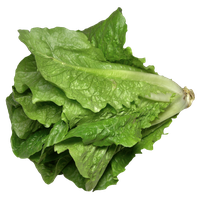 Fresh Green Lettuce Free HD Image