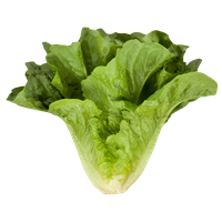 Fresh Green Lettuce Free HD Image