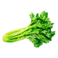 Celery Green Free PNG HQ