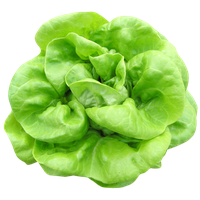 Lettuce Green Download Free Image