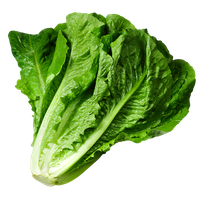 Lettuce Green Free PNG HQ