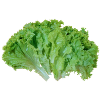 Lettuce Green Free Download PNG HD