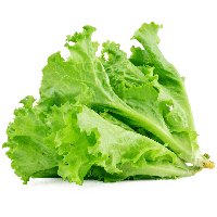 Lettuce Green Free Clipart HQ