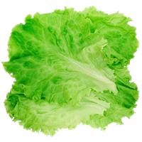 Lettuce Green Download Free Image