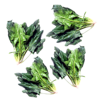 Green Spinach Free Download PNG HQ