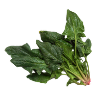 Photos Green Spinach PNG Image High Quality