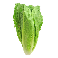 Green Organic Lettuce PNG Image High Quality