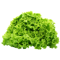 Green Organic Lettuce Free Transparent Image HD
