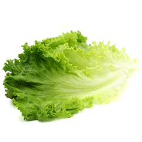 Green Organic Lettuce Free Download PNG HD